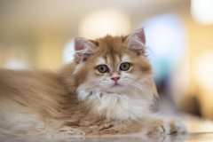 �����»���������רҵ��������ϵ��н������